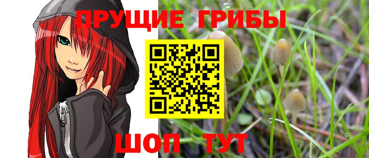 Десногорск  Псилоцибиновые грибы мицелий  Вход с VPN 